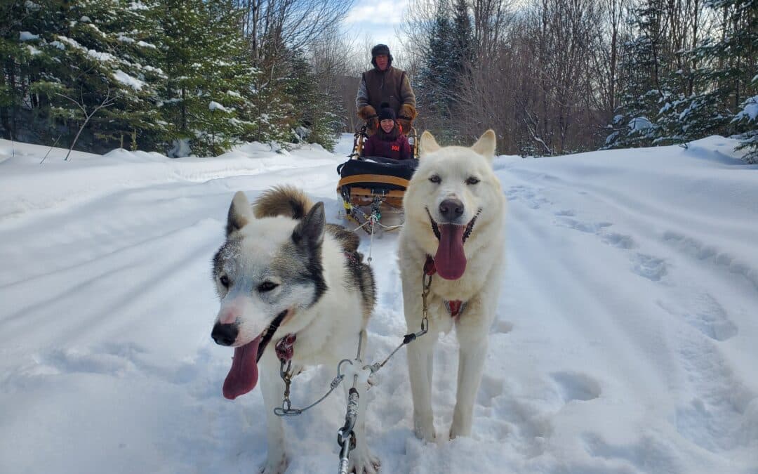 chiens traineau_dtour.wood runner