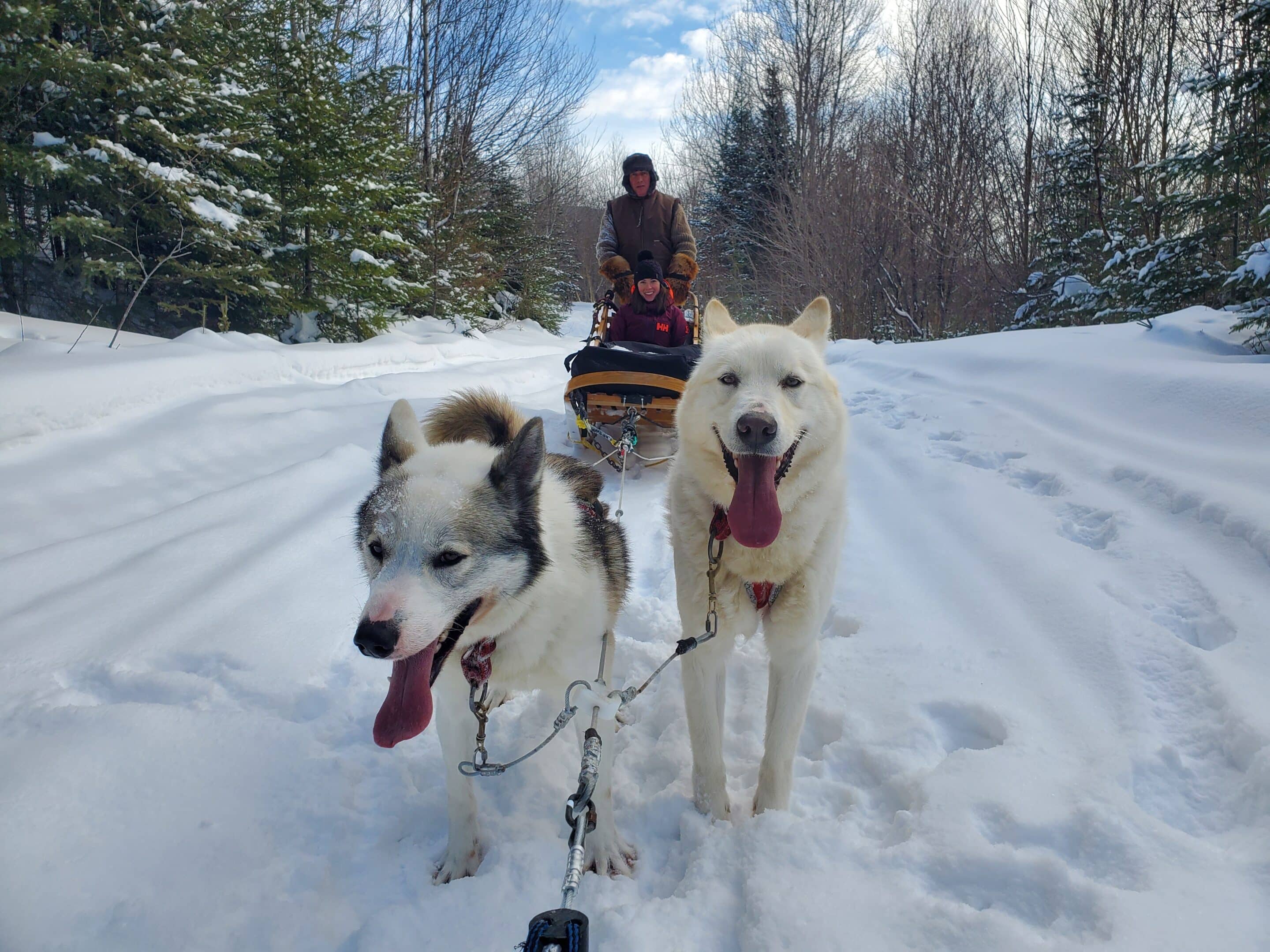 chiens traineau_dtour.wood runner