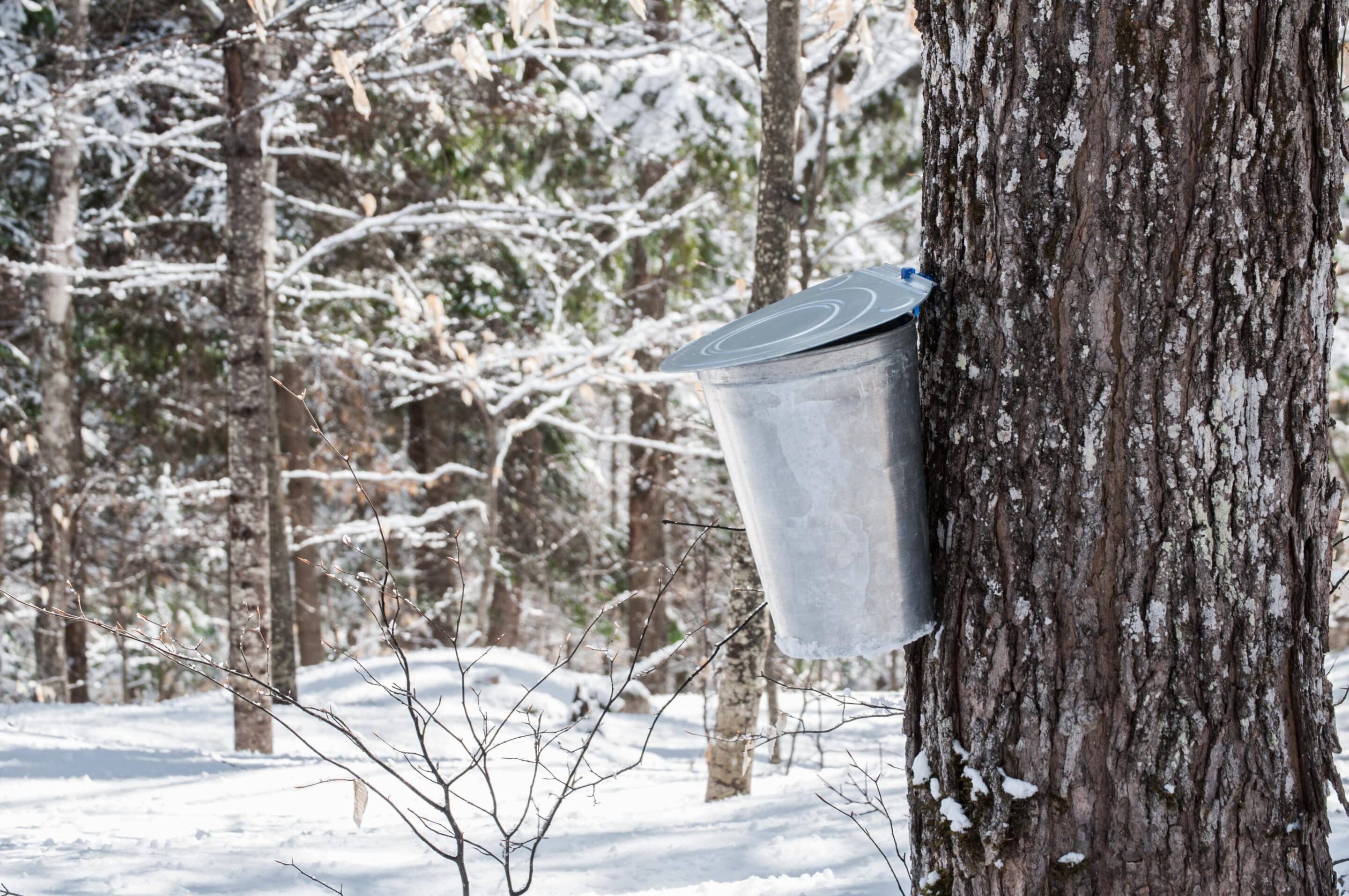 Visite cabane à sucre | Mont-Tremblant