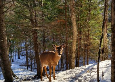 sentier Mont-Tremblant - activités | D-Tour