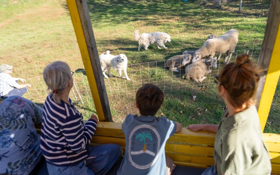 Visite de la Ferme de la Colline Mont-Tremblant D-Tour Laurentides
