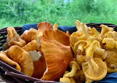 cueillette champignons sauvages Laurentides