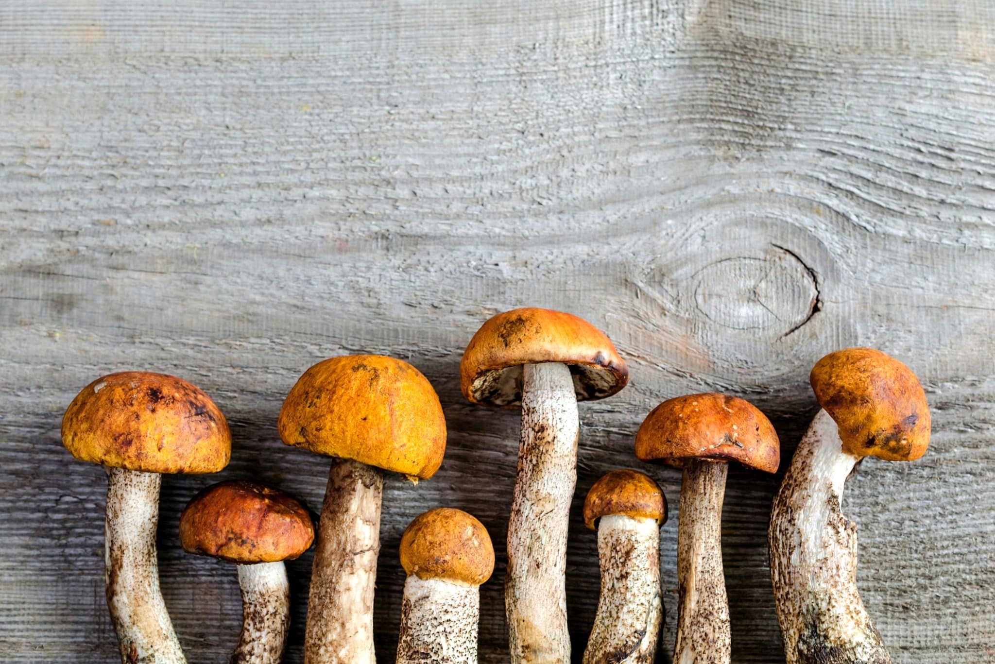 wild mushroom discovery Laurentians